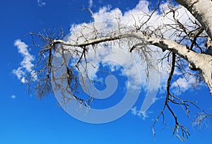 Leafless branch of the parched tree against blue sky