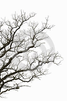 Leafless branches photo