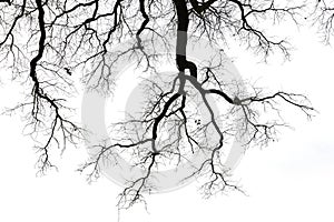 Leafless branches