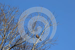 Leafless branches against a cold winter sky