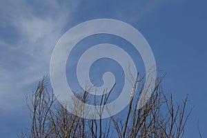 Leafless branches against a cold winter sky