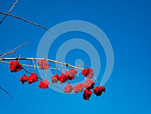 Leafless branches with berries against a blue sky