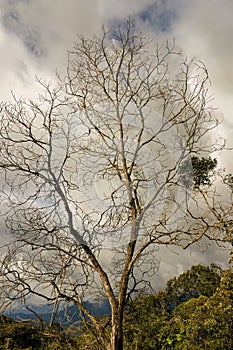 The leafless branches of a dead tree, against an overcast sky