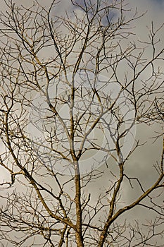 The leafless branches of a dead tree, against an overcast sky