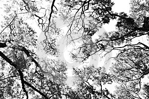 Leafless branches isolated on white.