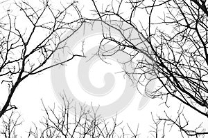 Leafless branches isolated on white