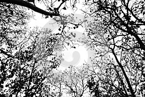 Leafless branches isolated on white