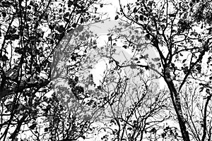 Leafless branches isolated on white