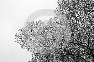Leafless branches isolated on white.