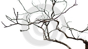 Leafless branches