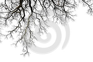 Leafless branches photo