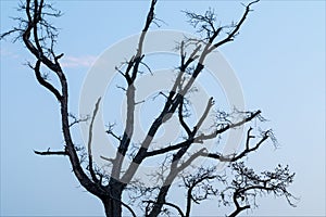 Leafless branches of old oak over clear blue sky.