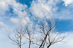 Leafless branches on sky
