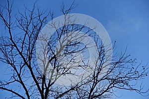 Leafless branches of tree against blue sky