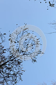 Leafless branches of a treetops against the blue sky.