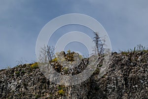 Leafless bushes on cliff top