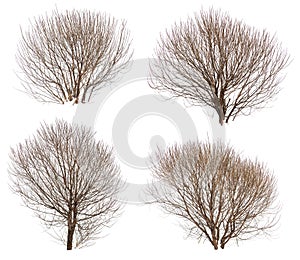 Leafless bushes collection photo