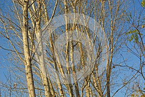 Leafless bushy forest in clear sky