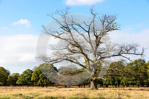 Leafless chestnut tree in autumn