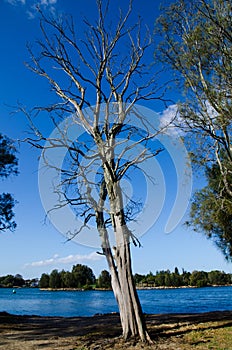 Leafless dead tree at a Australia botanical garden in summer with blue sky day.