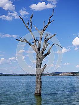 Leafless dead tree standing alone in the Bowna Waters Reserve natural parkland on the foreshore of Lake Hume, Albury.