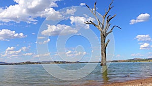 Leafless dead tree standing alone in the Bowna Waters Reserve natural parkland on the foreshore of Lake Hume, Albury.