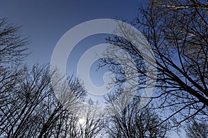 leafless deciduous trees in the spring season