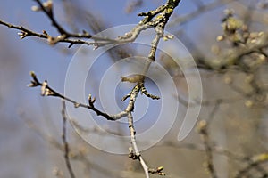 leafless deciduous trees in the spring season