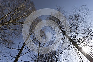 leafless deciduous trees in the spring season