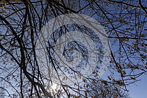 leafless deciduous trees in the spring season