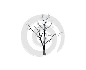 Leafless dry dead tree isolated on white background.