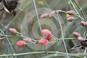 Leafless ephedra