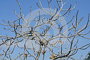 Leafless fig tree branches