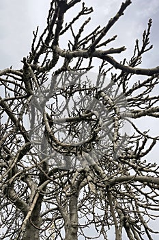 leafless fig tree and branches in winter