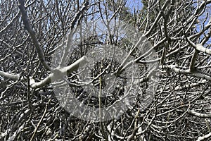 leafless fig tree and branches in winter