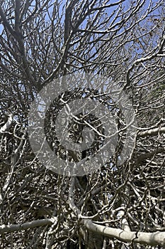 leafless fig tree and branches in winter