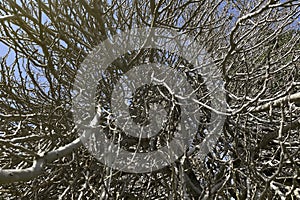 leafless fig tree and branches in winter