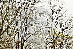 Leafless Forest Tree Branch