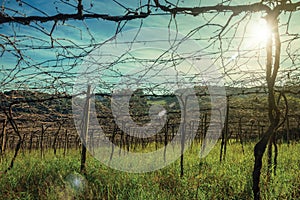 Leafless grapevines and sunlight in a vineyard