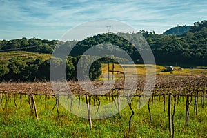 Leafless grapevines in a vineyard with house