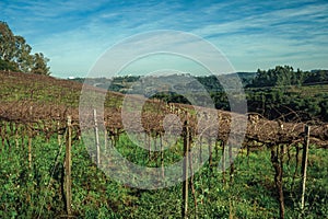 Leafless grapevines on vineyard and skyline