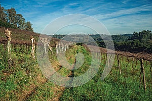 Leafless grapevines on vineyard and skyline