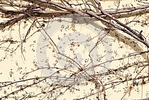Leafless ivy branches