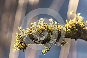 Leafless lilac branches with moss