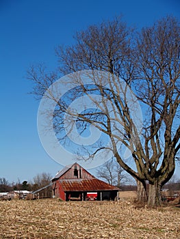 Leafless Maple Tree Next to an Old Barn