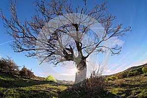 Leafless Oak Tree Against Blue Sky In Nebrodi Park, Sicily