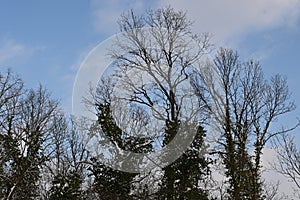 Leafless oaks with ivy-covered trees