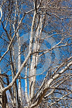 Leafless plane tree on a clear blue sky