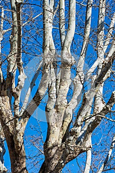 Leafless plane tree on a clear blue sky