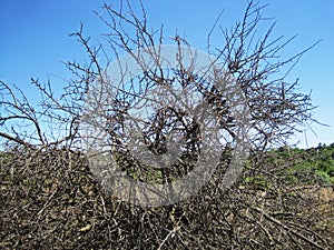 LEAFLESS SCRUBBY THORN BUSH